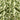 PANNAMA 100% COTTON DIGITAL PRINT SHIRT & KURTA UNSTITCHED FABRIC (GREEN)